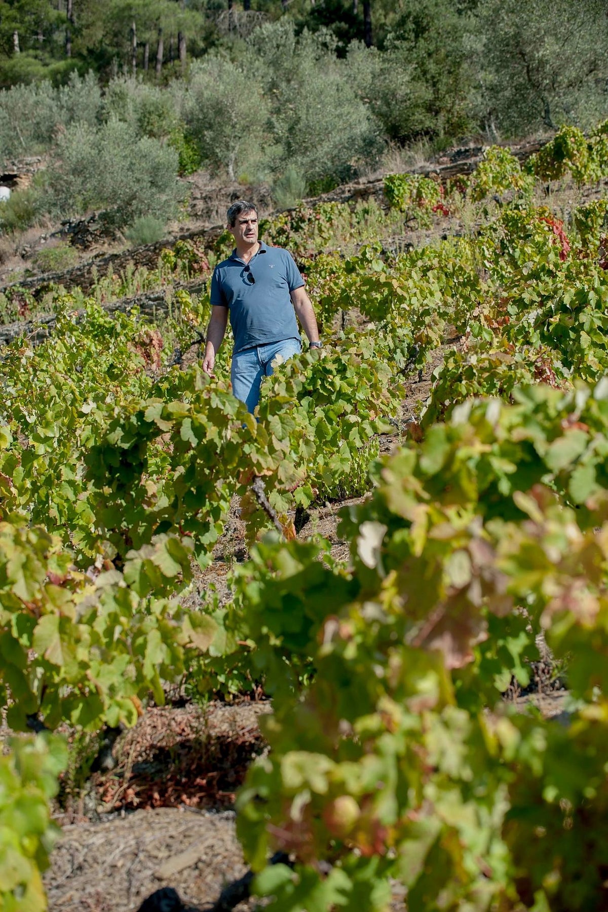 Wijngaard van Luis Seabra in de Douro