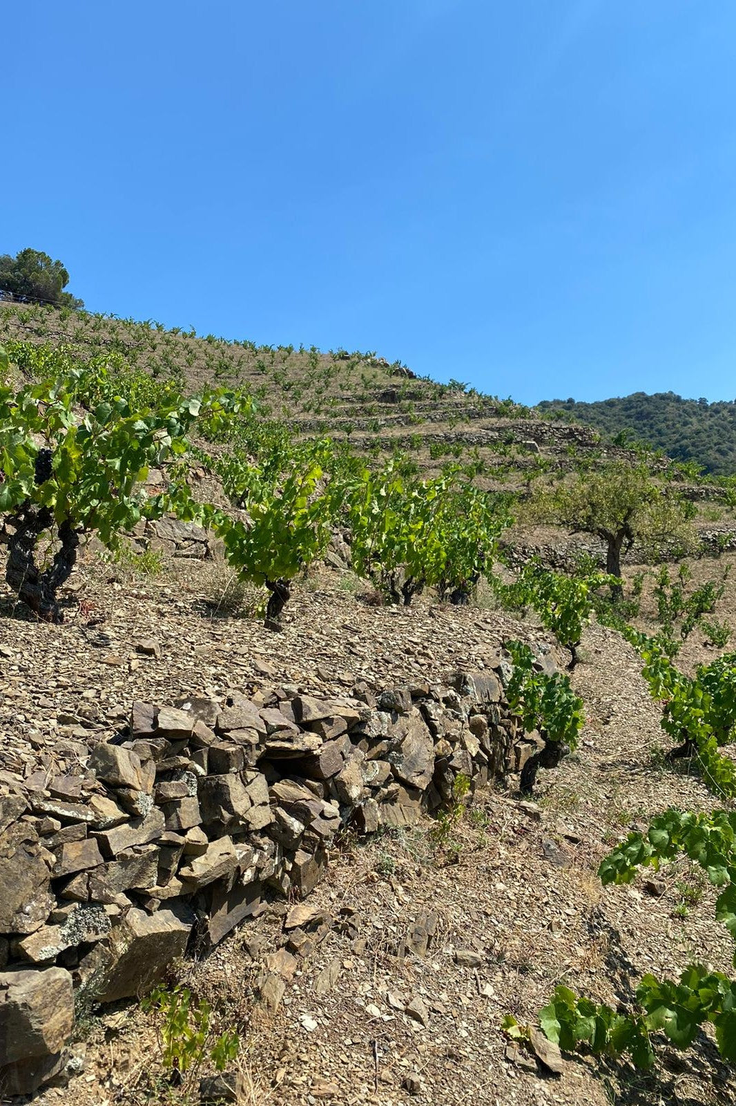 Wijnterrassen van Mas Doix in de Priorat