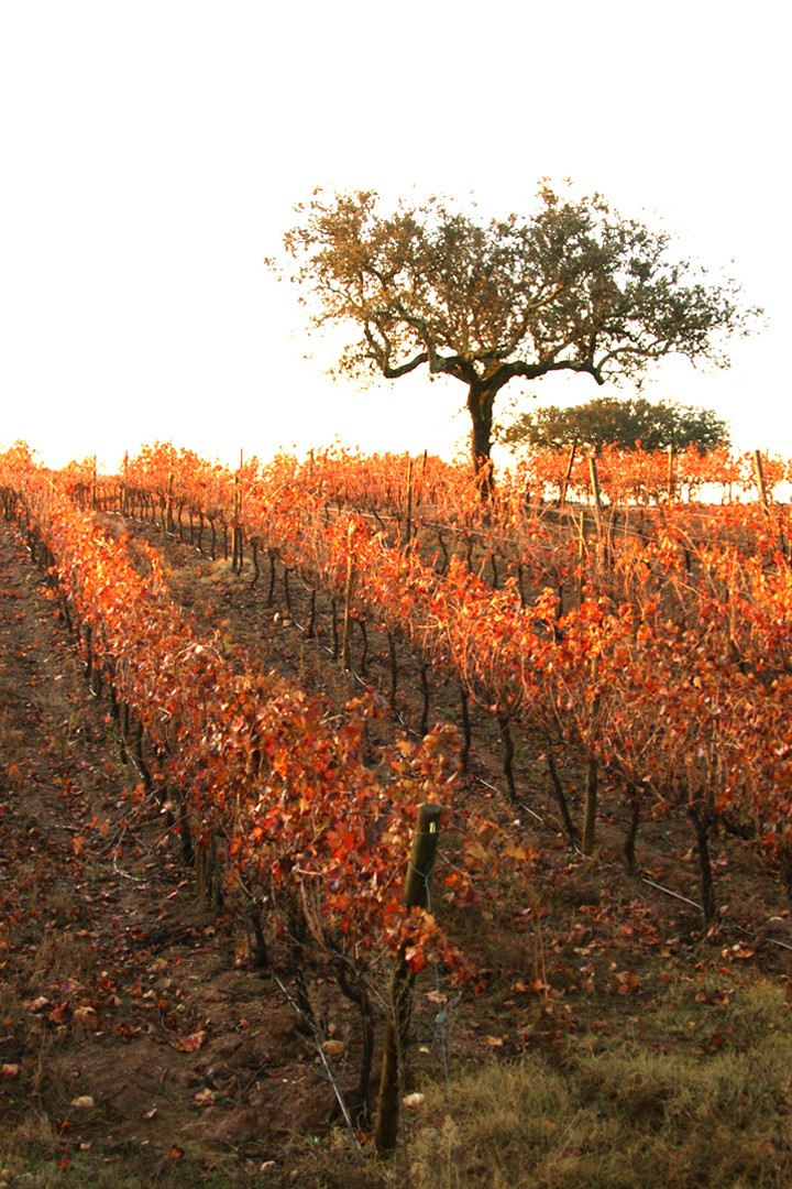 Wijngaard van Herdade de São Miguel in de herfst