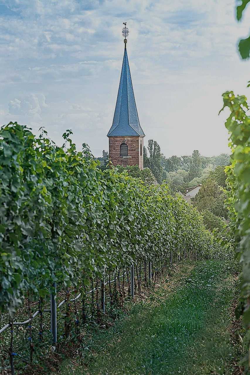 Wijngaard van Reichsrat von Buhl met kerktoren in de Pfalz