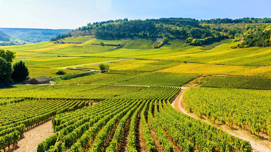 Sauvignon Blanc serveren
