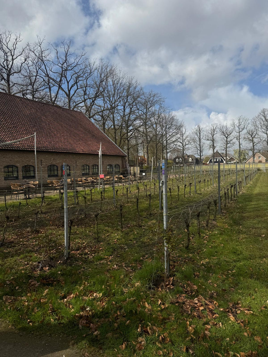 De wijngaard van Sint Catharinadal met het kloostergebouw
