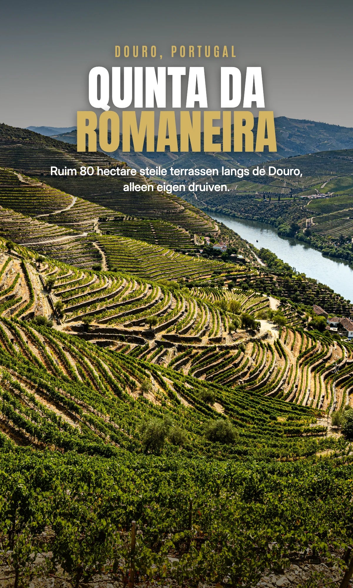 Quinta da Romaneira, Douro