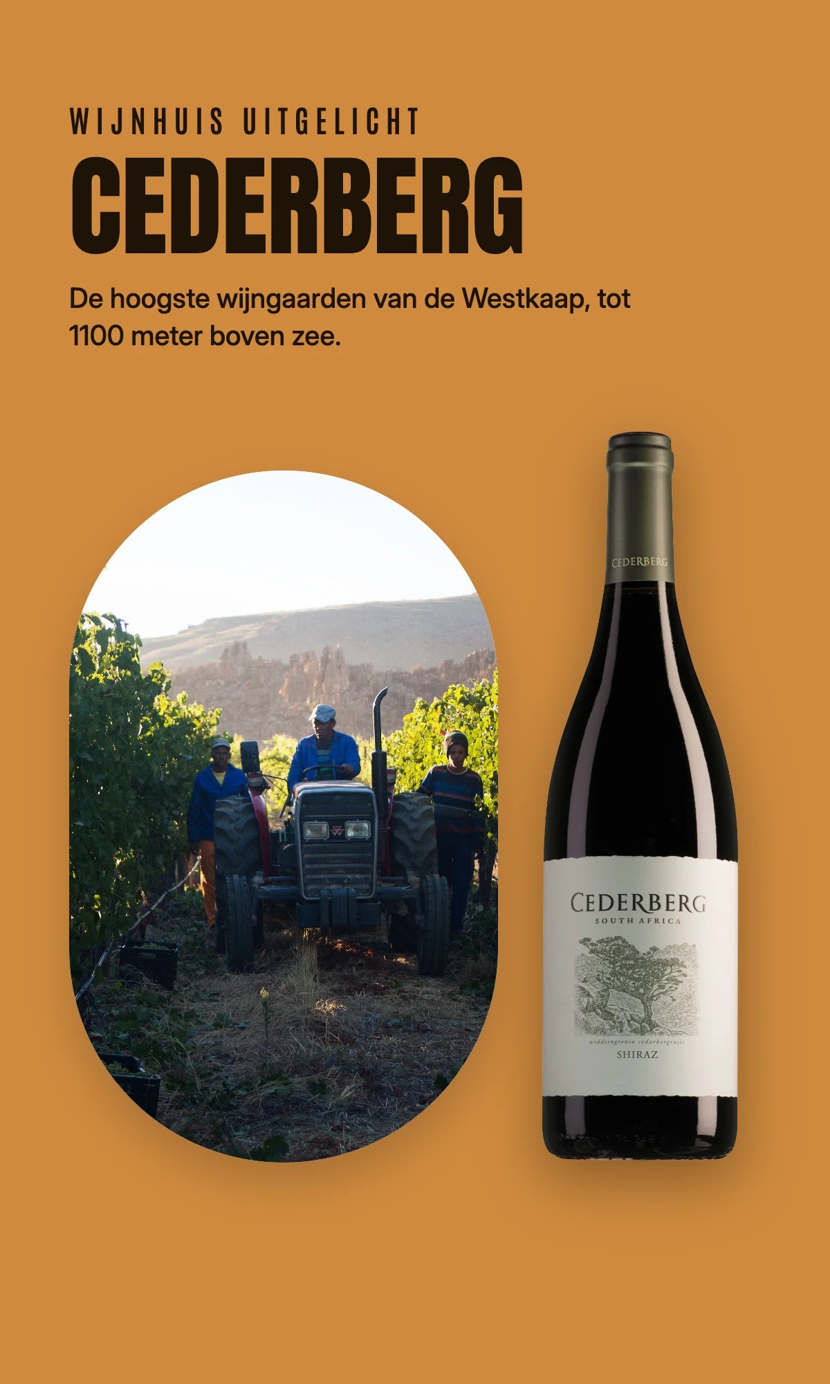 Cederberg, de hoogste wijngaarden van de Kaap
