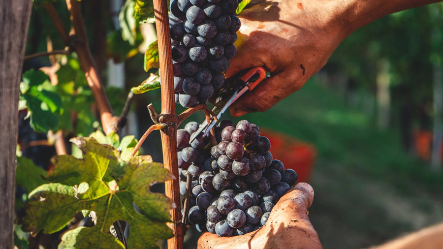 Fermentatie en vat (banner)