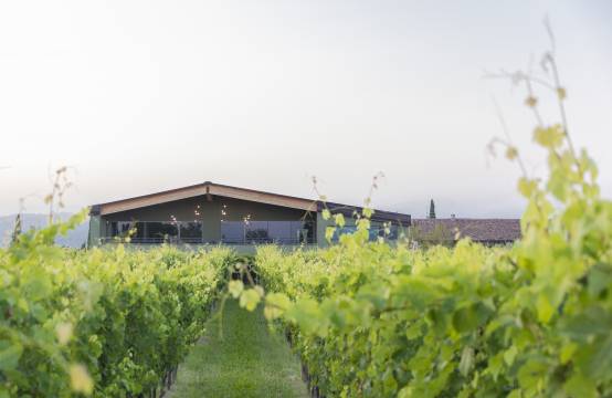 Het domein verscholen tussen de wijnranken